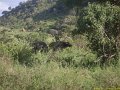 Kenya Safari Tsavo Est et Ouest 021
